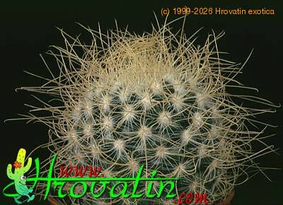 Mammillaria rekoi v aureispina 418
