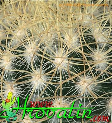 Mammillaria rekoi v aureispina thorn 420