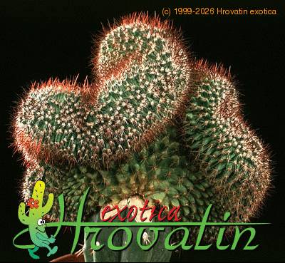 Mammillaria rhodantha cristata 478