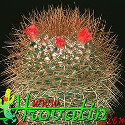 Mammillaria rhodantha