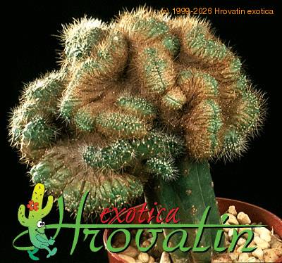 Mammillaria rhodantha v flavispina cristata 479