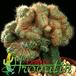 Mammillaria rhodantha v flavispina cristata 479