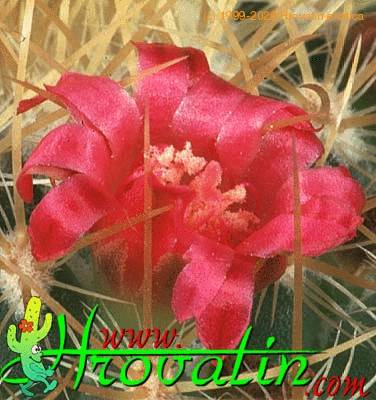 Mammillaria rhodantha v flavispina flower 425