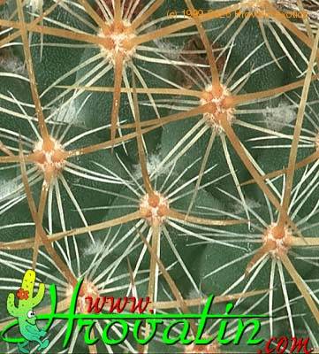 Mammillaria rhodantha v flavispina thorn 426