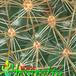 Mammillaria rhodantha v flavispina thorn 426