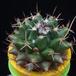 Mammillaria salicola MOP