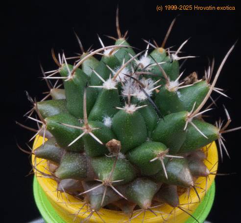 Mammillaria salicola MOP