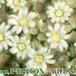 Mammillaria schiedeana flower 73