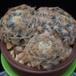 Mammillaria schiedeana MOP