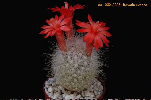 Mammillaria senilis