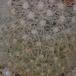 Mammillaria senilis SIt