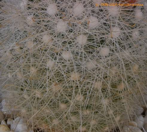 Mammillaria senilis SIt
