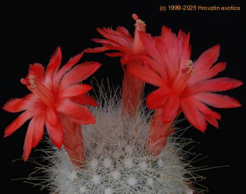 Mammillaria senilis1 SIf