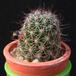 Mammillaria sheldonii MOP