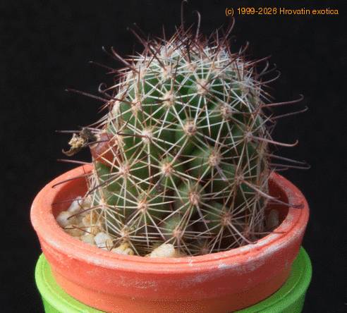 Mammillaria sheldonii MOP