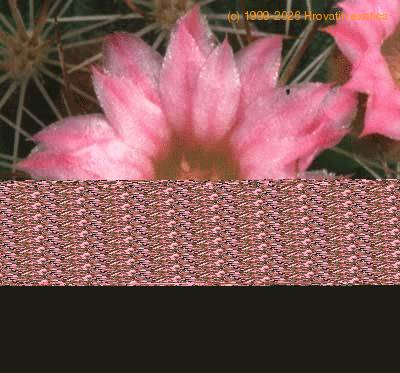 Mammillaria spinosissima flower 238