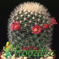 Mammillaria spinosissima v. albispina