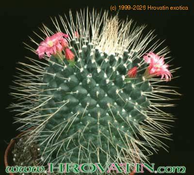 Mammillaria spinosissima v monospina 201