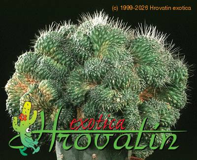Mammillaria spinosissima v monospina cristata 481