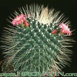 Mammillaria spinosissima v. monospina