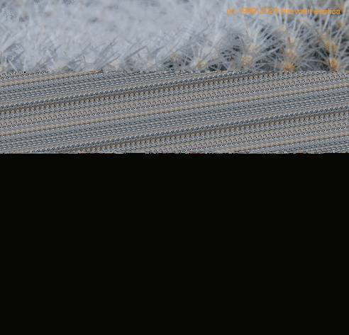 Mammillaria supertexta SIf