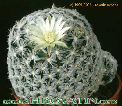 Mammillaria trichacantha 253