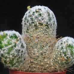 Mammillaria trichacantha