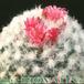 Mammillaria vagaspina flower 24