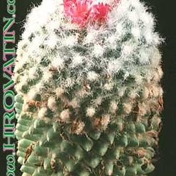 Mammillaria vagaspina