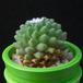 Mammillaria vagaspina MOP