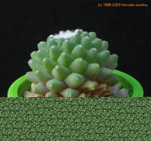 Mammillaria vagaspina MOP