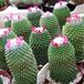 Mammillaria vagaspina SIsem