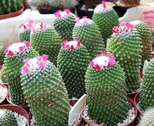 Mammillaria vagaspina SIsem