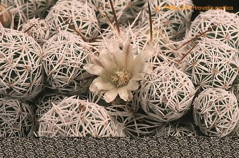 Mammillaria vetula ssp gracilis-764