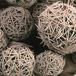 Mammillaria vetula ssp gracilis-765