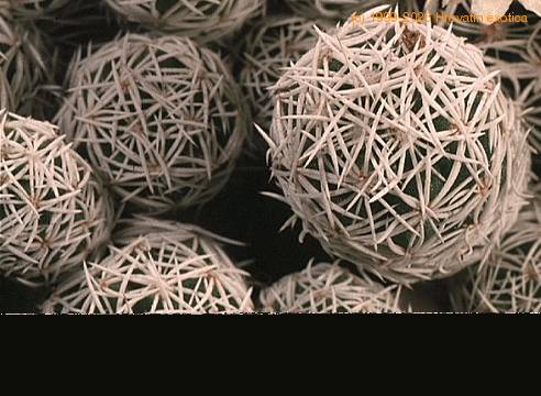 Mammillaria vetula ssp gracilis-765