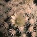 Mammillaria vetula ssp gracilis-826