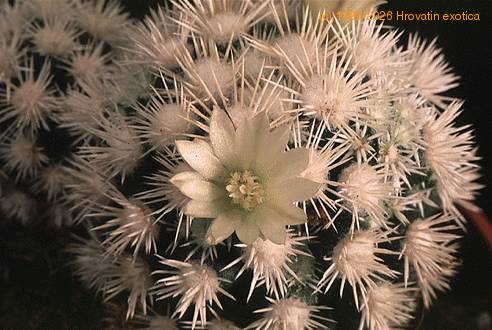 Mammillaria vetula ssp gracilis-826