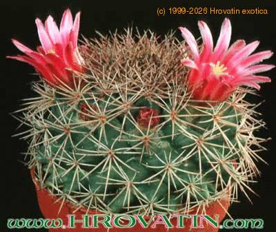 Mammillaria zacatecasensis 215