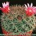 Mammillaria zacatecasensis 215