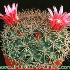 Mammillaria zacatecasensis