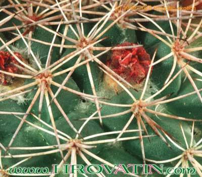 Mammillaria zacatecasensis thorn 217