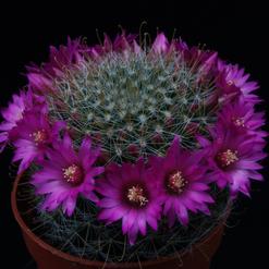 Mammillaria zeilmanniana