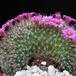 Mammillaria zeilmanniana f. cristata 1