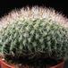 Mammillaria zeilmanniana f. cristata