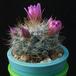 Mammillaria zeilmanniana f MOP