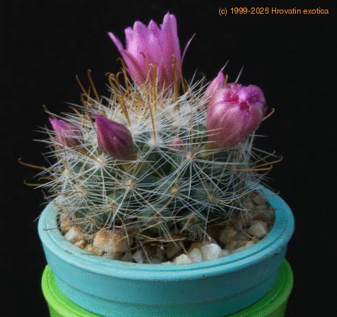 Mammillaria zeilmanniana f MOP