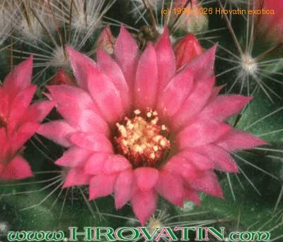 Mammillaria zeilmanniana flower 236