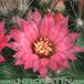 Mammillaria zeilmanniana flower 236