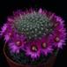 Mammillaria zeilmanniana SIb